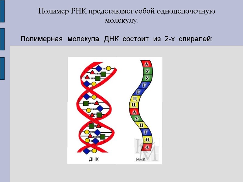 Полимерная  молекула  ДНК  состоит  из  2-х  спиралей: 